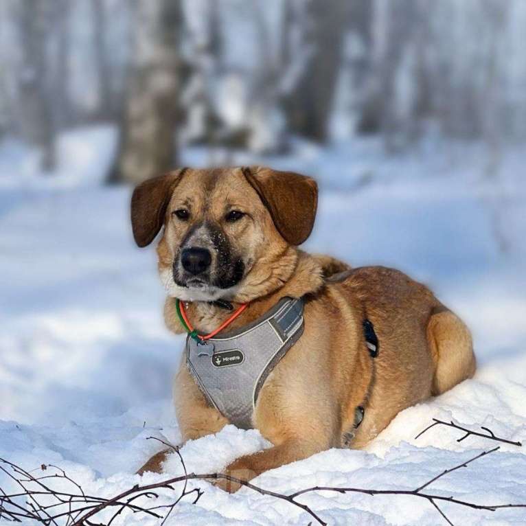 Собаки в Москве: Стеша Девочка, Бесплатно - фото 4