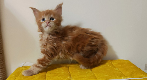 Котенок мейн кун из питомника 🍀