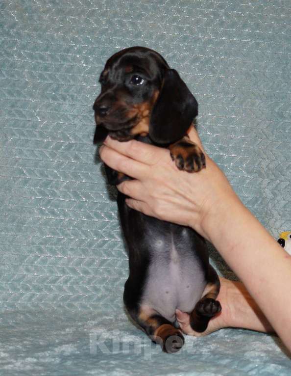 Собаки в Иваново: Такса стандартная г-ш. РКФ Девочка, 50 000 руб. - фото 6