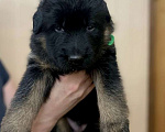 Собаки в Талдоме: Щенок немецкой овчарки длинношерстной Мальчик, 18 000 руб. - фото 4