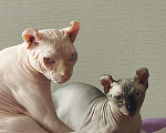Кошки в Домодедово: Канадский сфинкс эльф котенок Мальчик, 20 000 руб. - фото 3