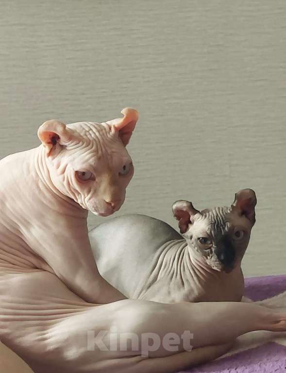 Кошки в Домодедово: Канадский сфинкс эльф котенок Мальчик, 20 000 руб. - фото 3