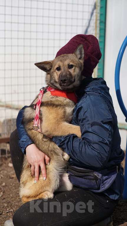 Собаки в Ногинске: Щенок ищет дом Девочка, Бесплатно - фото 1