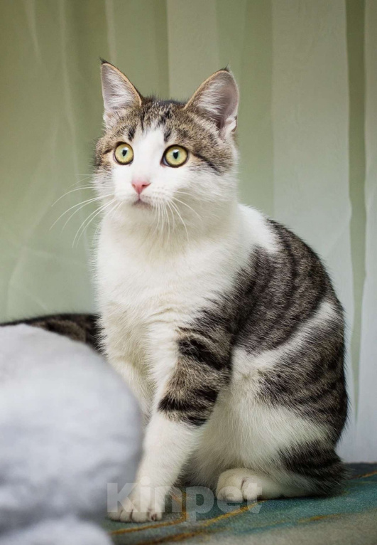 Кошки в Москве: Степан Мальчик, Бесплатно - фото 3