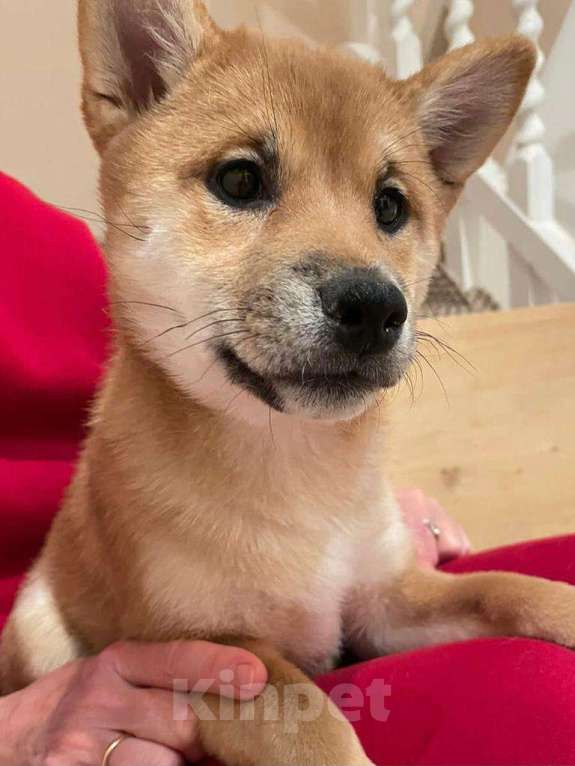 Собаки в Нижнем Новгороде: Сиба ину девочка и мальчик продажа  Девочка, 50 000 руб. - фото 3