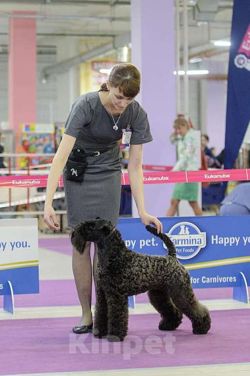 Собаки в Москве: керри блю терьер Мальчик, 60 000 руб. - фото 2