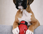 Собаки в Санкт-Петербурге: Продается щенок боксера Мальчик, 70 000 руб. - фото 3