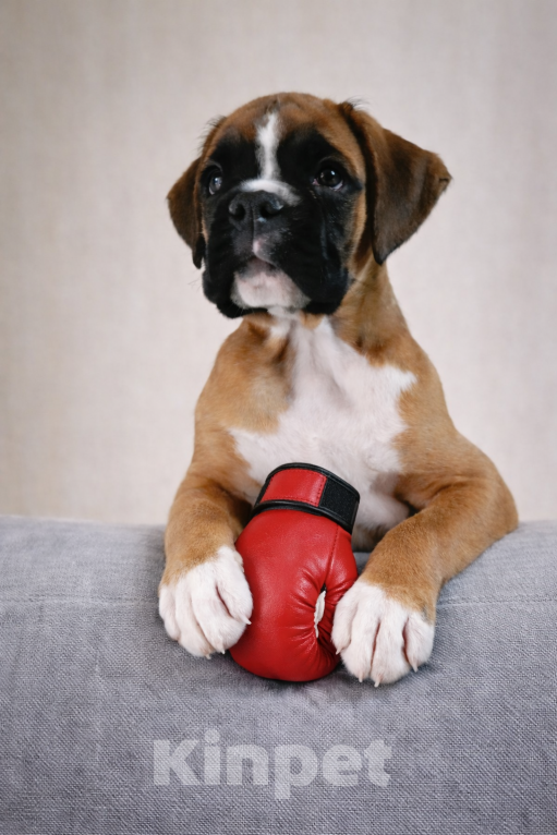 Собаки в Санкт-Петербурге: Продается щенок боксера Мальчик, 70 000 руб. - фото 3