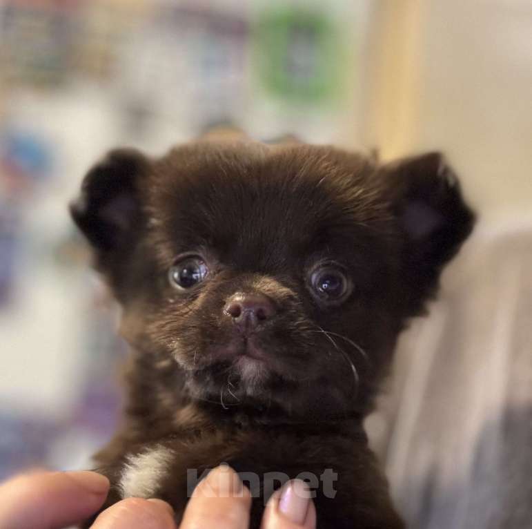 Собаки в Балашихе: Красивый мальчик чихуахуа Мальчик, 40 000 руб. - фото 2