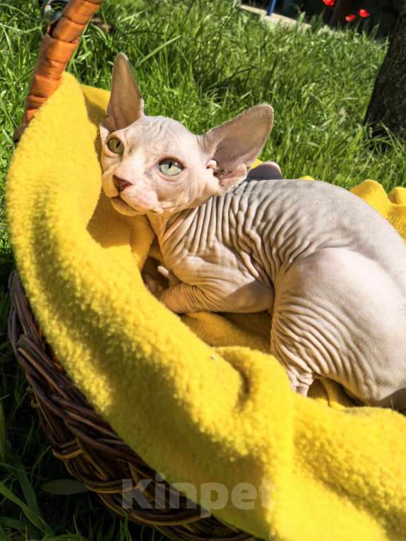 Кошки в Ростове-на-Дону: Канадский сфинкс котёнок Мальчик, 10 000 руб. - фото 3