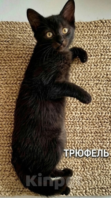 Кошки в Жуковском: Мальчик котенок ищет дом Мальчик, Бесплатно - фото 1