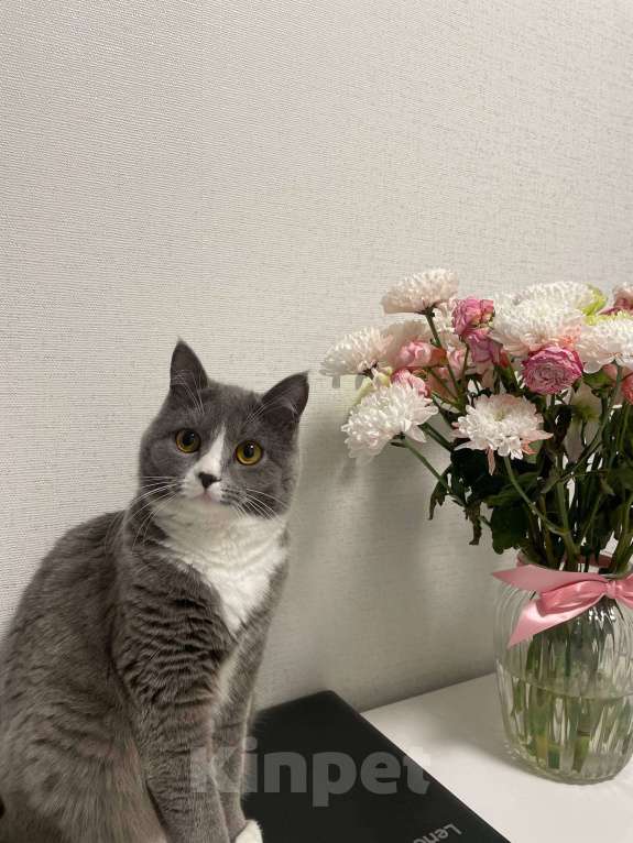 Кошки в Кемерово: Отдам в добрые руки 🤍 Девочка, Бесплатно - фото 2