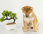 Собаки в Барнауле: Малышка Сиба Ину (Shiba Inu) Девочка, 100 000 руб. - фото 2