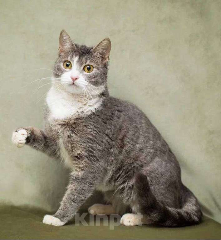 Кошки в Москве: Кошечка Бри ищет дом Девочка, Бесплатно - фото 3