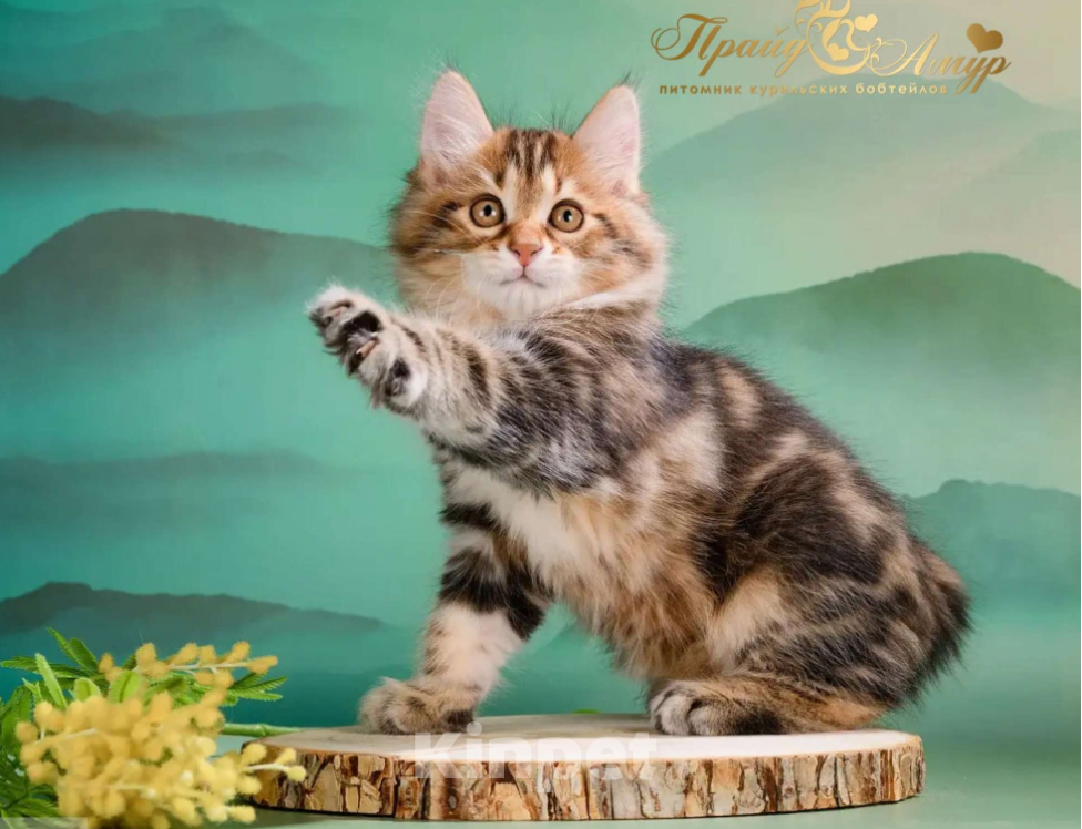 Кошки в Москве: Котик Курильского Бобтейла в золоте Мальчик, Бесплатно - фото 1