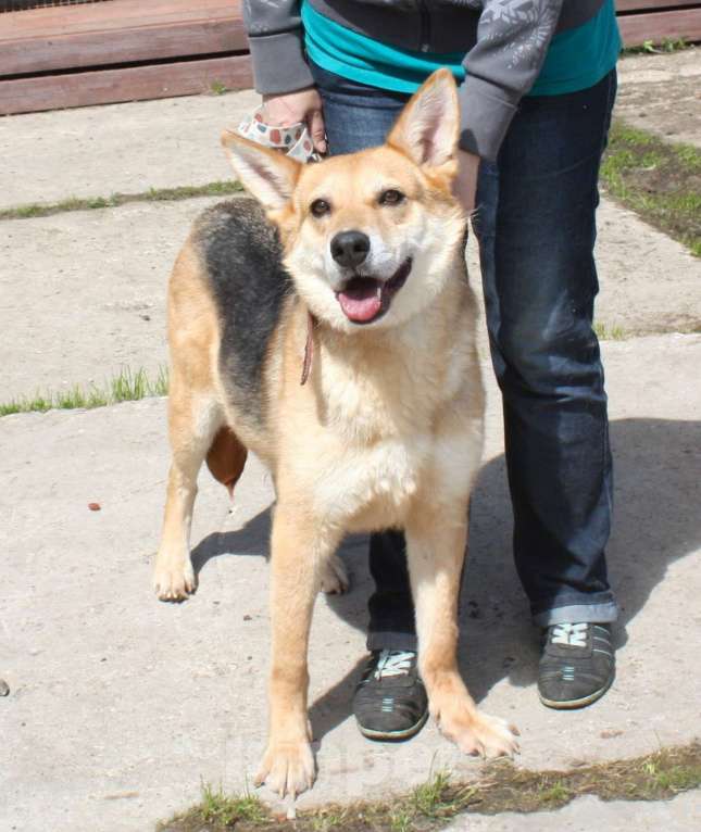 Собаки в Москве: Мяте очень нужен свой человек, она очень грустит без хозяина! Девочка, Бесплатно - фото 2