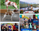 Собаки в Амурске: Продам щенков бретонского эпаньоля, 40 000 руб. - фото 1