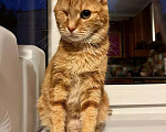 Кошки в Москве: Ласковый Пират - особенный кот с тяжелой судьбой ищет семью! Мальчик, 10 руб. - фото 3