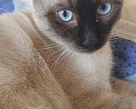 Кошки в Химках: Вязка кошки, 1 000 руб. - фото 6