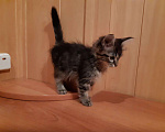 Кошки в Стерлитамаке: Котята Корниш-рекс, 1 000 руб. - фото 4