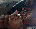 Кошки в Александровске-Сахалинском: Кот Британец на вязку, 3 000 руб. - фото 2