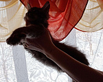 Кошки в Мур: Мейнкунята, 15 000 руб. - фото 7