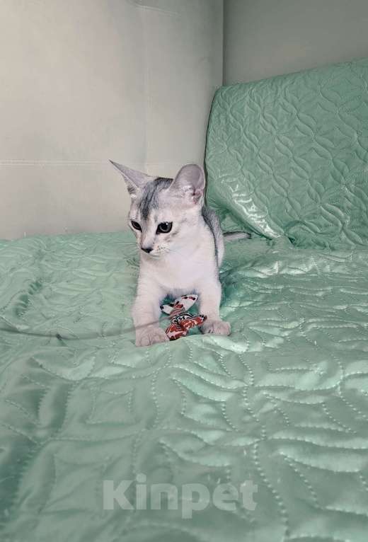 Кошки в Тюмени: Красивый котенок аби серебро Мальчик, 55 000 руб. - фото 3