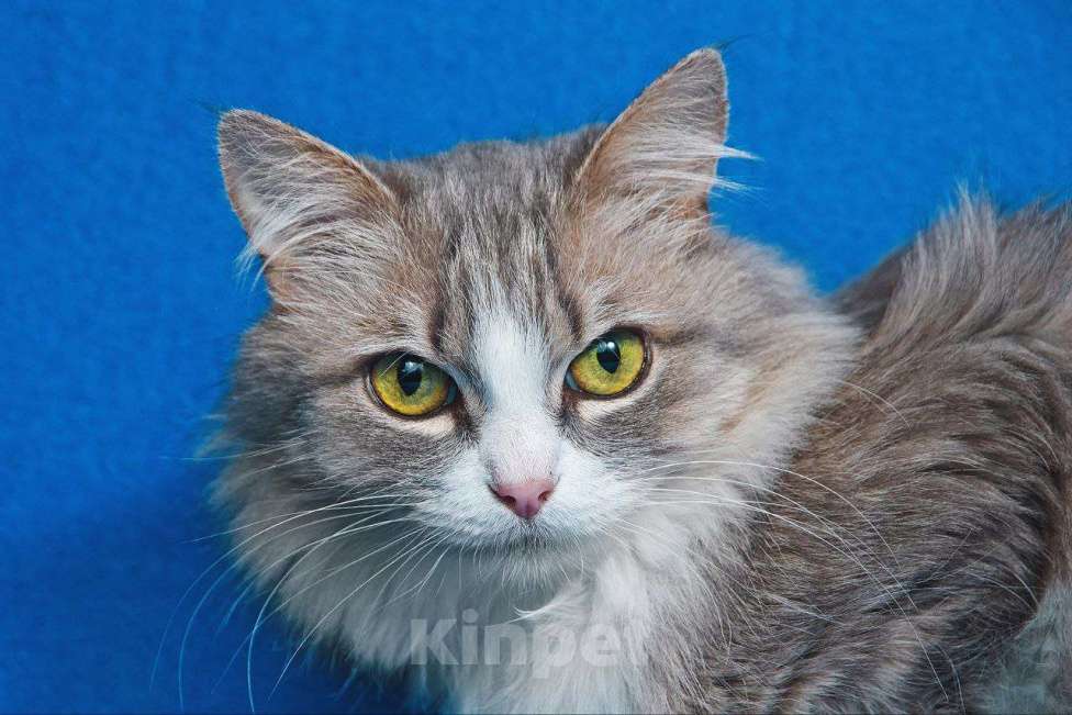 Кошки в Москве: Пушистая Женева ищет дом Девочка, Бесплатно - фото 5