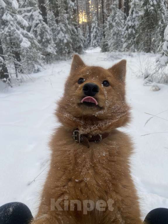 Собаки в Нижнем Тагиле: Продать, по ситуации у хозяина Мальчик, 50 000 руб. - фото 2
