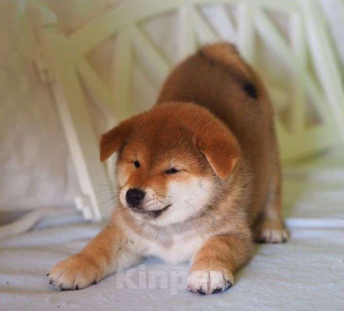 Собаки в Москве: Мальчик  Мальчик, Бесплатно - фото 5