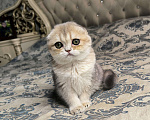 Кошки в Санкт-Петербурге: Шотландский котенок золотая голубая шиншилла  Девочка, 50 000 руб. - фото 2