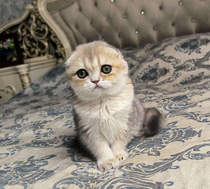 Кошки в Санкт-Петербурге: Шотландский котенок золотая голубая шиншилла  Девочка, 50 000 руб. - фото 2