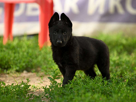 Объявление: Черный щенок немецкой овчарки рабочего разведения, Бесплатно, Москва