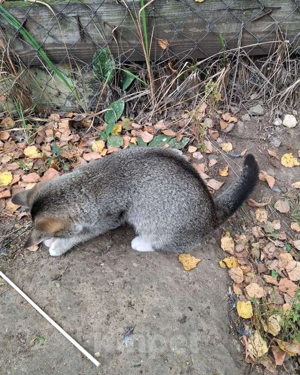 Кошки в Москве: Малышке нужен дом! Девочка, Бесплатно - фото 8
