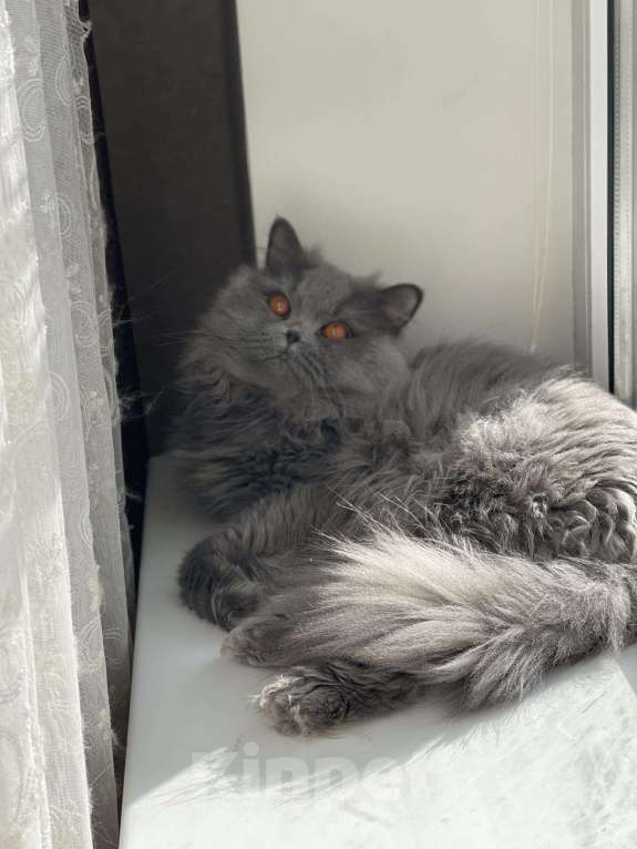 Кошки в Мураше: Кот на вязку!!!, 1 000 руб. - фото 1