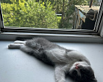 Кошки в Нижнем Новгороде: Шотландский вислоухий котенок Мальчик, Бесплатно - фото 1