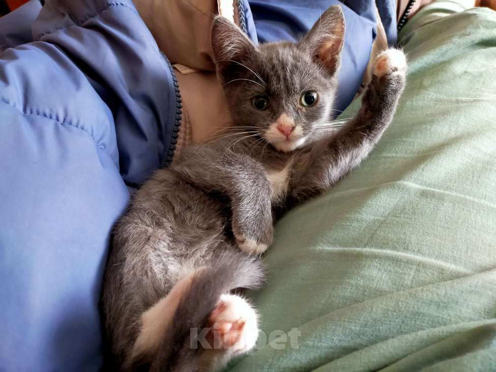 Кошки в Кемерово: Котенок  Мальчик, Бесплатно - фото 1