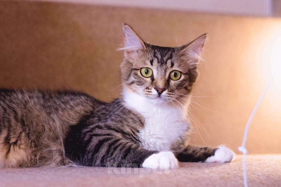 Кошки в Москве: Изящная и благородная кошка Селин Девочка, Бесплатно - фото 2