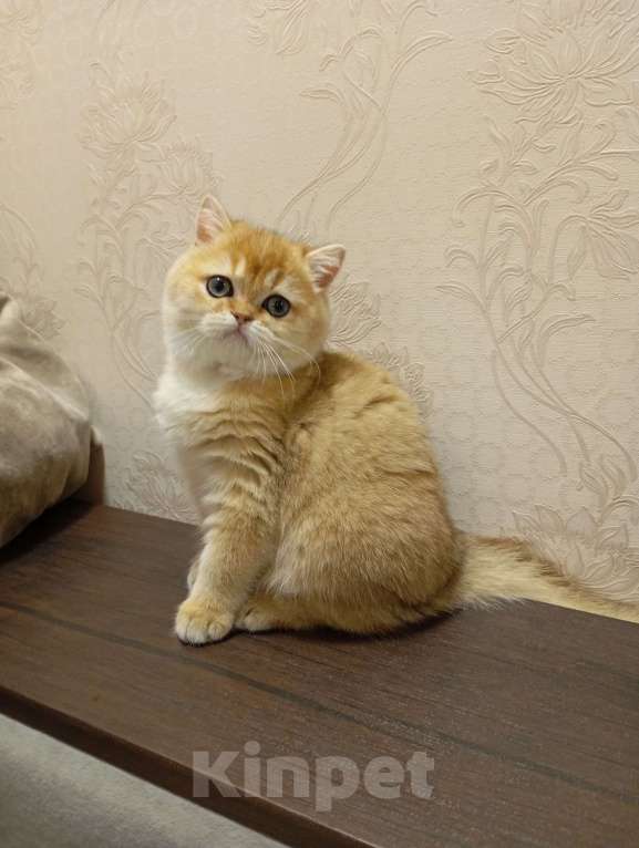 Кошки в Москве: Шотландский котик страйт Мальчик, 150 000 руб. - фото 6