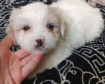 Собаки в Липецке: Мальтийская болонка Девочка, 25 000 руб. - фото 5
