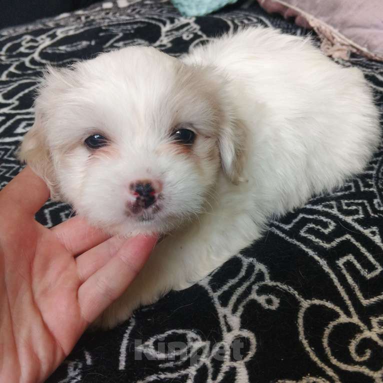 Собаки в Липецке: Мальтийская болонка Девочка, 25 000 руб. - фото 5