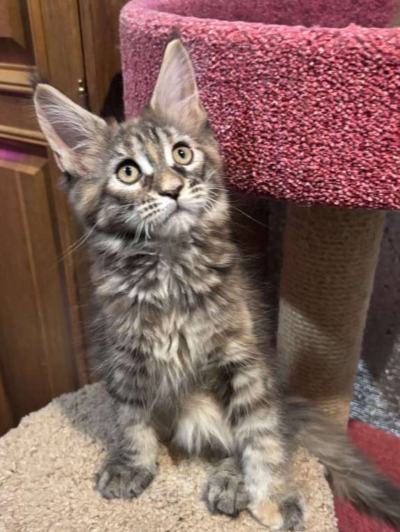 Кошки в Петергофе: Крупная девчоночка Девочка, 35 000 руб. - фото 5