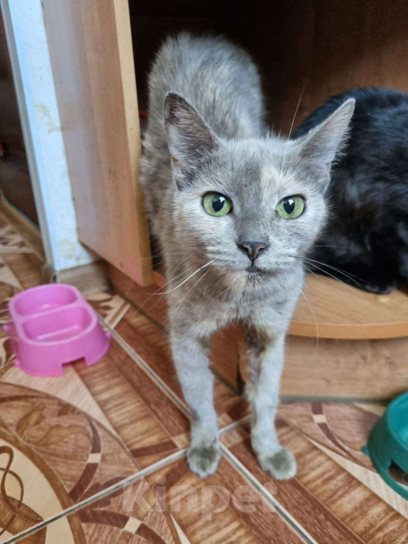 Кошки в Москве: Белочка Девочка, Бесплатно - фото 4