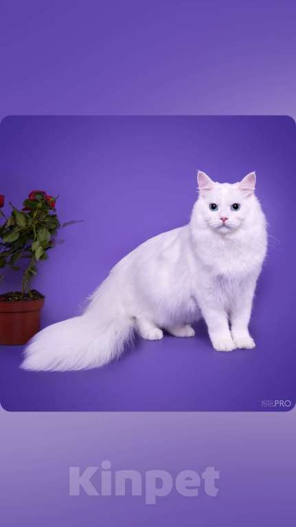 Кошки в Новосибирске: Isidora Девочка, 30 000 руб. - фото 7