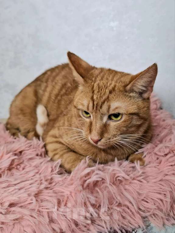 Кошки в Москве: Рыжий кот в добрые руки Мальчик, Бесплатно - фото 4