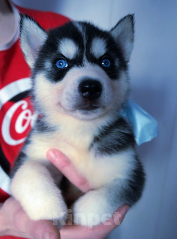 Собаки в Губкинском: Хаски Щенки Разных окрасов Разнополые, Бесплатно - фото 1