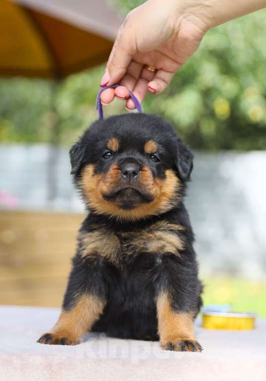 Собаки в Рязани: Щенки ротвейлера  Девочка, 50 000 руб. - фото 2