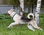 Собаки в других городах Московской области: Мирон якутенок Мальчик, Бесплатно - фото 1