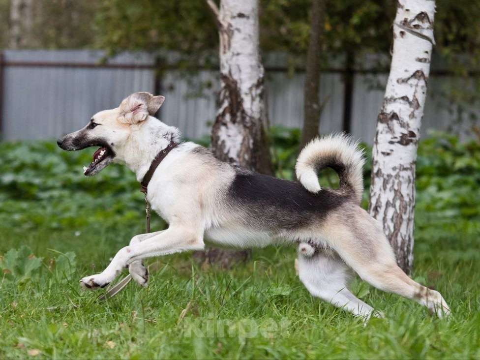 Собаки в других городах Московской области: Мирон якутенок Мальчик, Бесплатно - фото 1