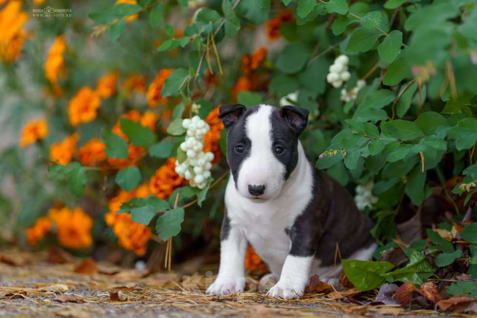 Собаки в Москве: Миниатюрный бультерьер щенок Девочка, Бесплатно - фото 4